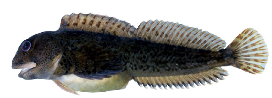 Lipophrys pholis_ffff